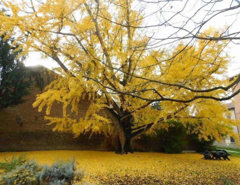 Ginkgo Biblioteca Ariostea