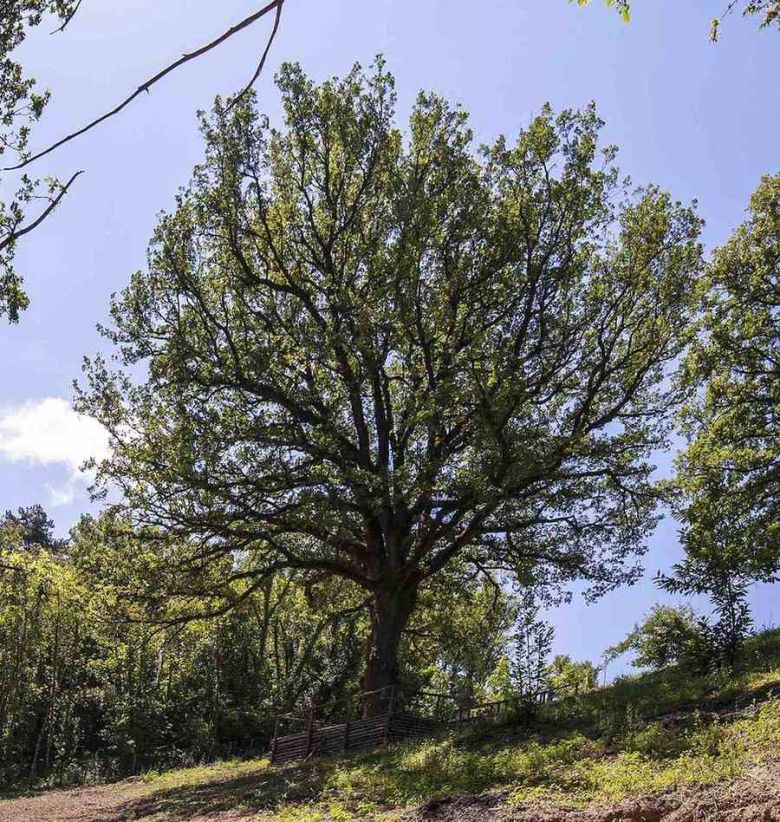 Quercia Bocchineri