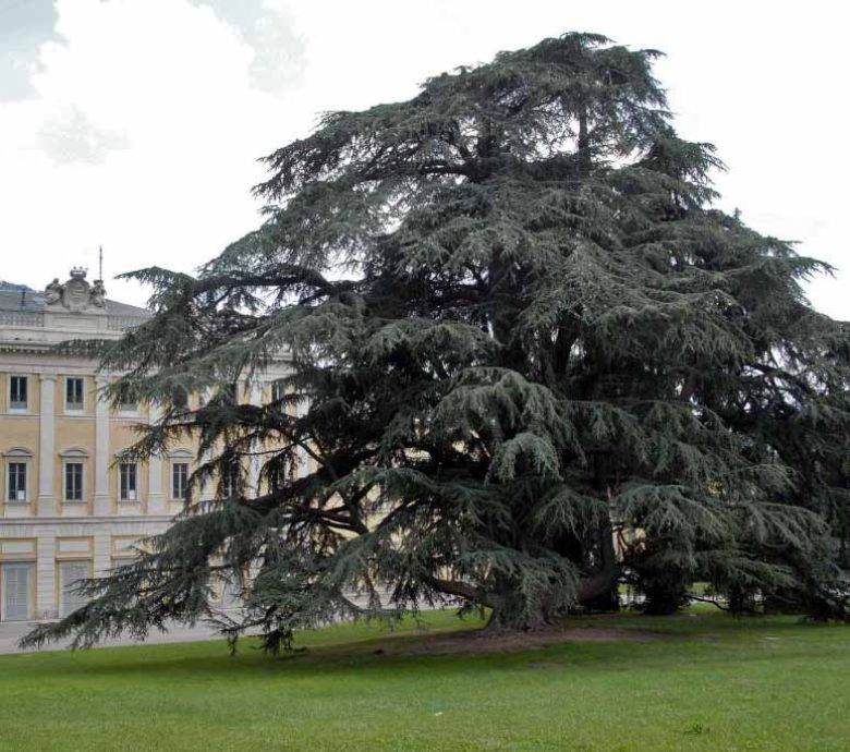 Cedro di Villa Olmo