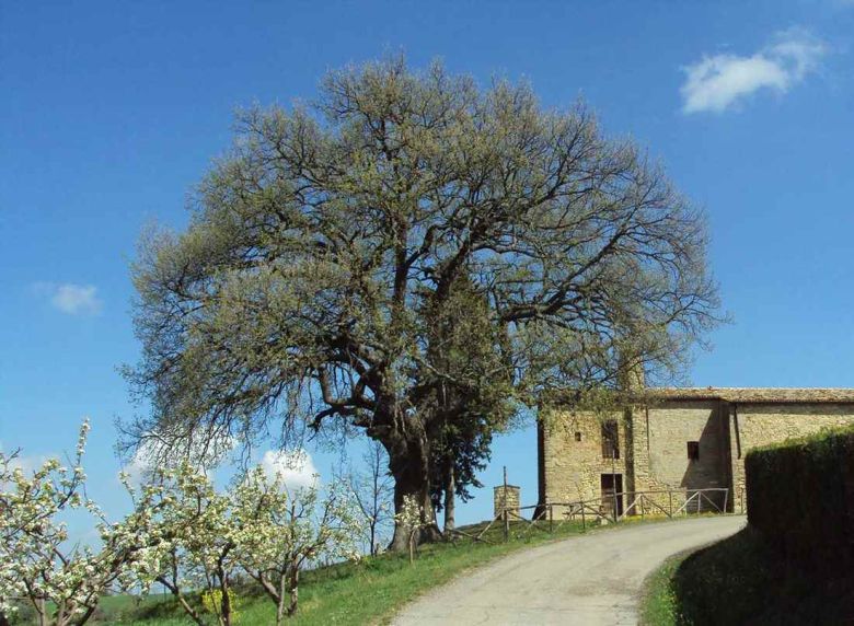 Quercia di Santa Maria