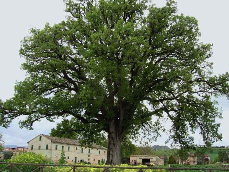 Roverella del Passo di Treia