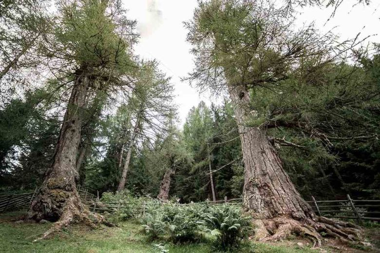 Larici della Val d'Ultimo