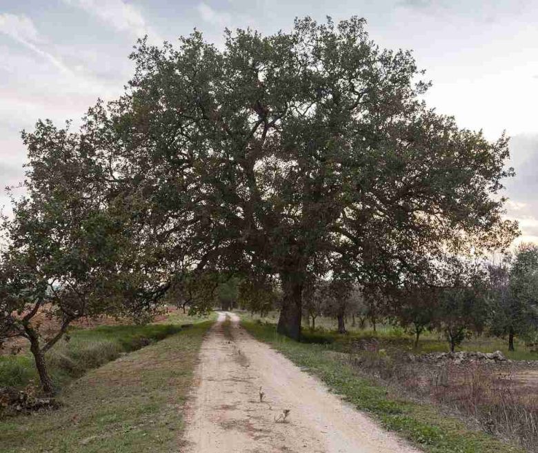 Quercia di Supersano