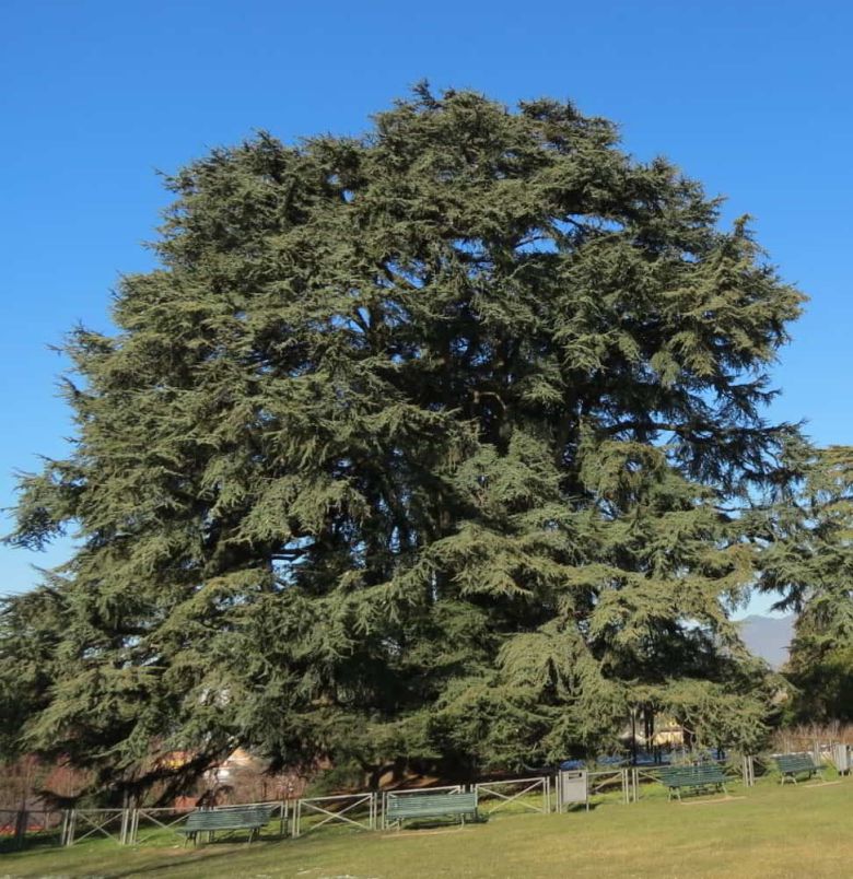 Cedro di Villa Mirabello