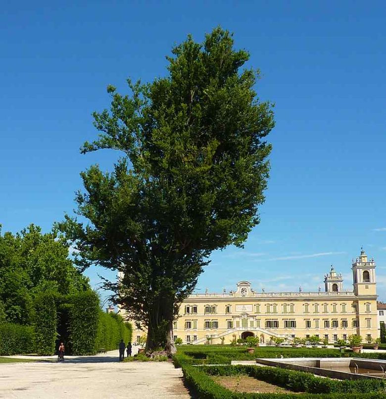 Zelkova di Maria Luigia