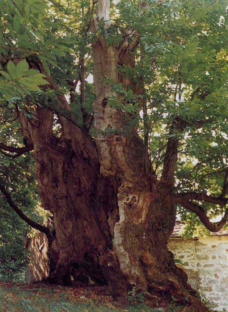 Albero del Pane