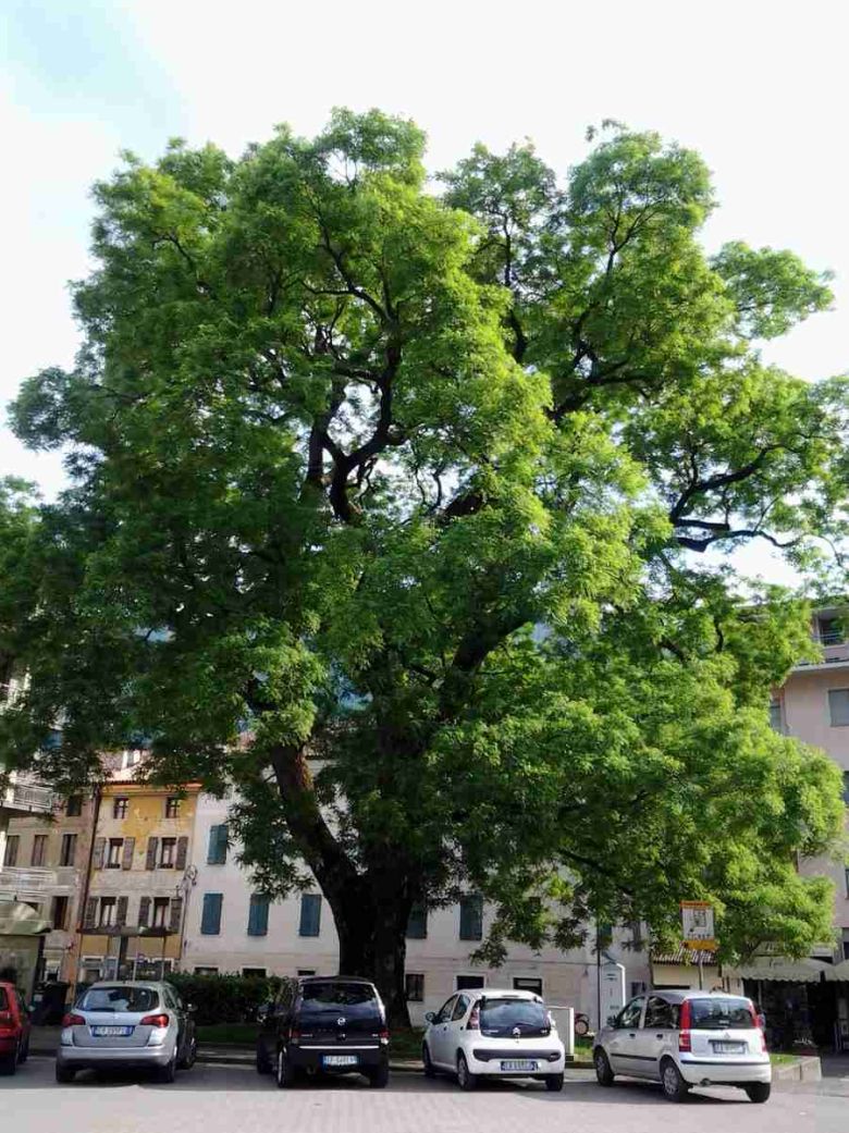 Sophora di Feltre