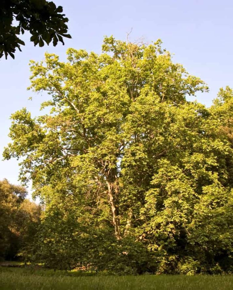 Platano dell'Amore