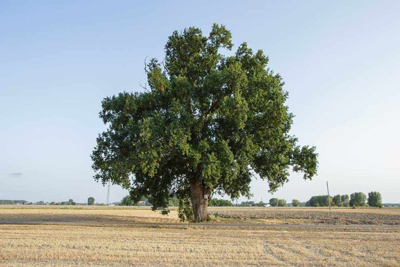 Quercia di Ficarolo