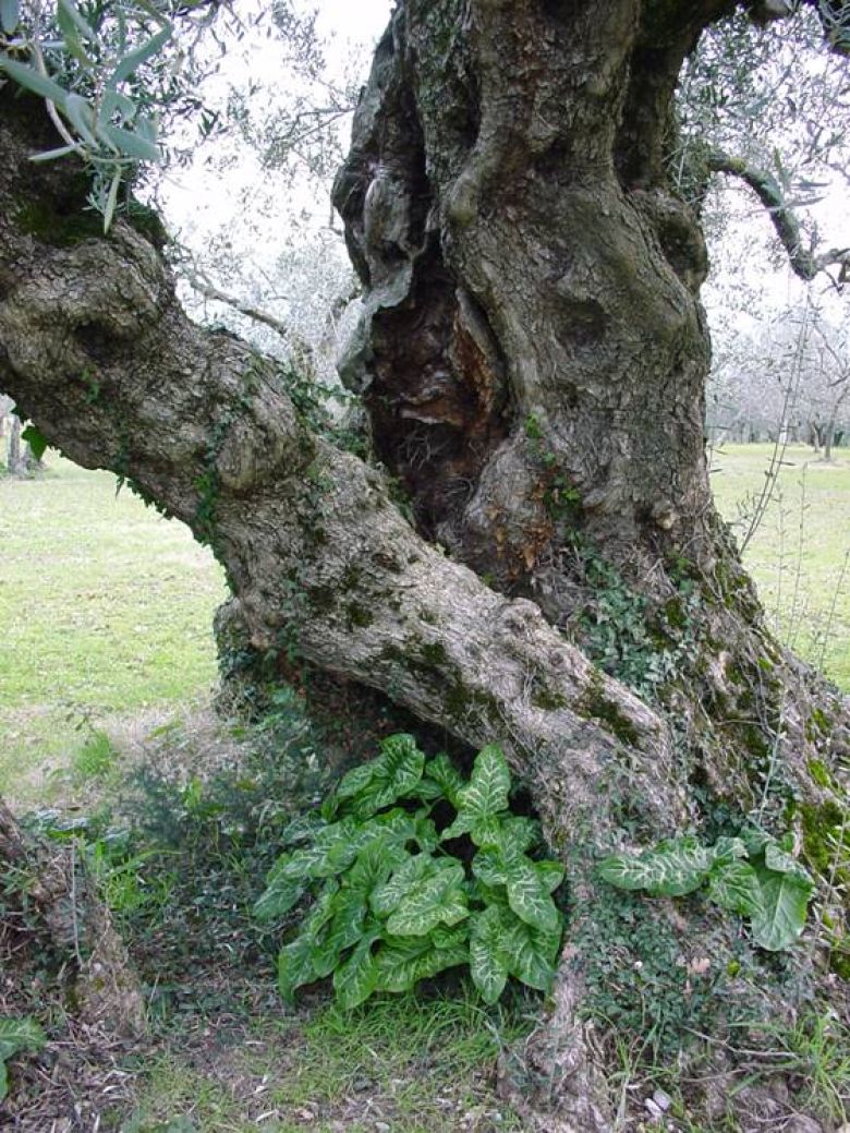 Olivo di Macciano