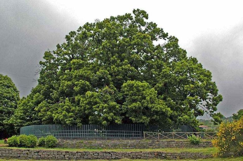 Castagno dei Cento Cavalli