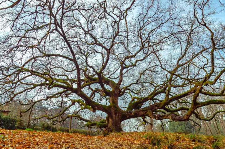 Quercia delle Streghe