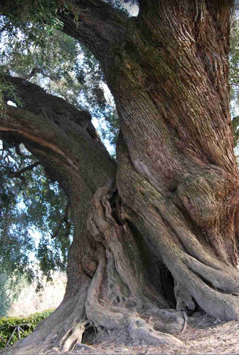 Olivo di Canneto Sabino