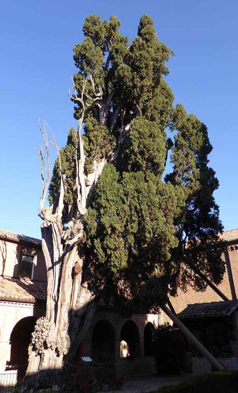 Cipresso di San Francesco