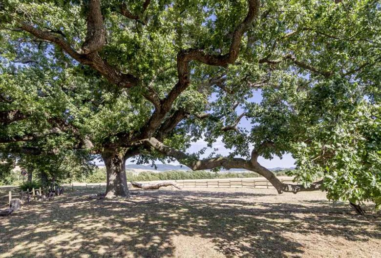 Quercia delle Checche