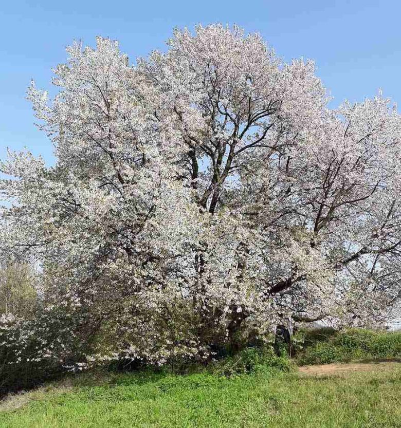 Ciliegio di Besana