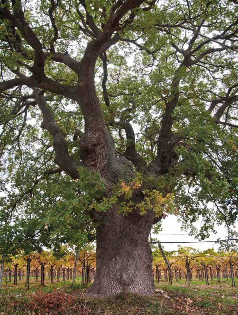 Roverella di Bauglione