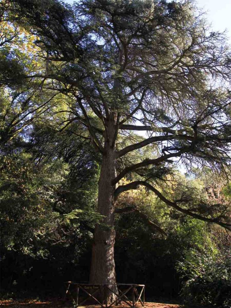 Cedro del Parco Aymerich