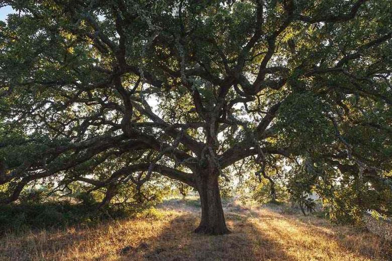 Quercia Vallonea di Tricase