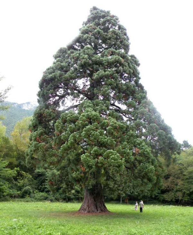 Sequoia di Longarone