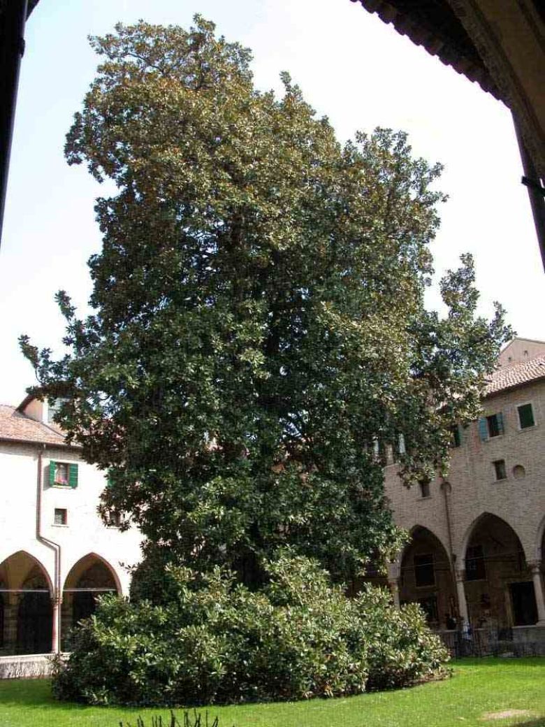 Magnolia del Santo