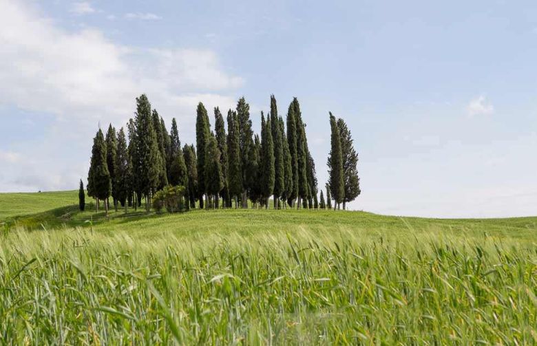 Cipressi di San Quirico