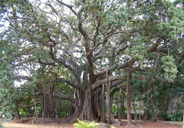 Ficus di Piazza Marina