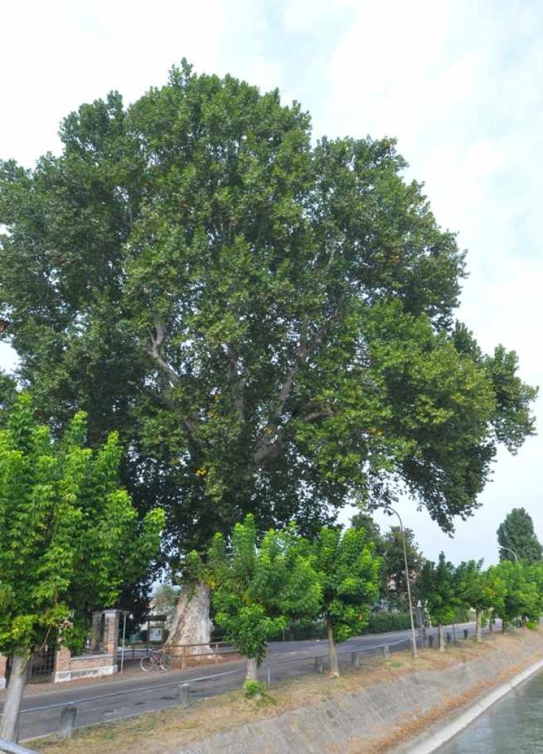 Platano Orientale di San Rocco