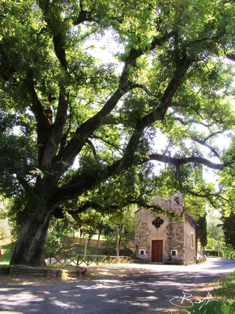 Quercia di San Rocco